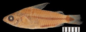 Media type: image; Ichthyology 7747